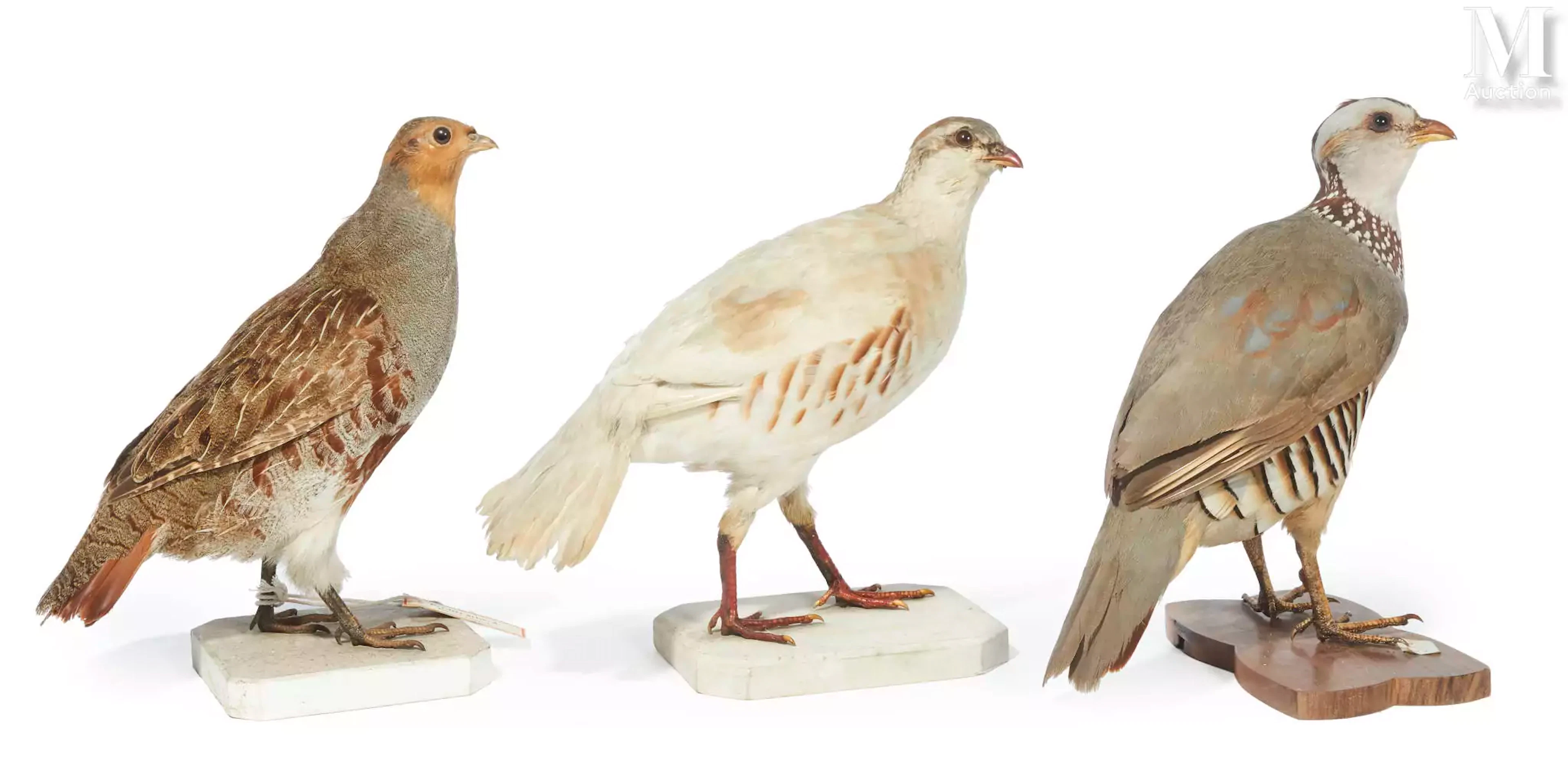 PERDRIX GAMBRA, PERDRIX GRISE, PERDRIX ROUGE