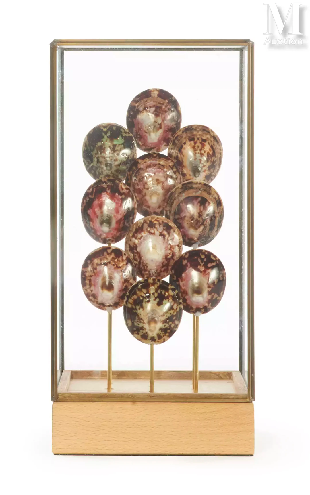 DIX CELLANA TESTUDINARIA