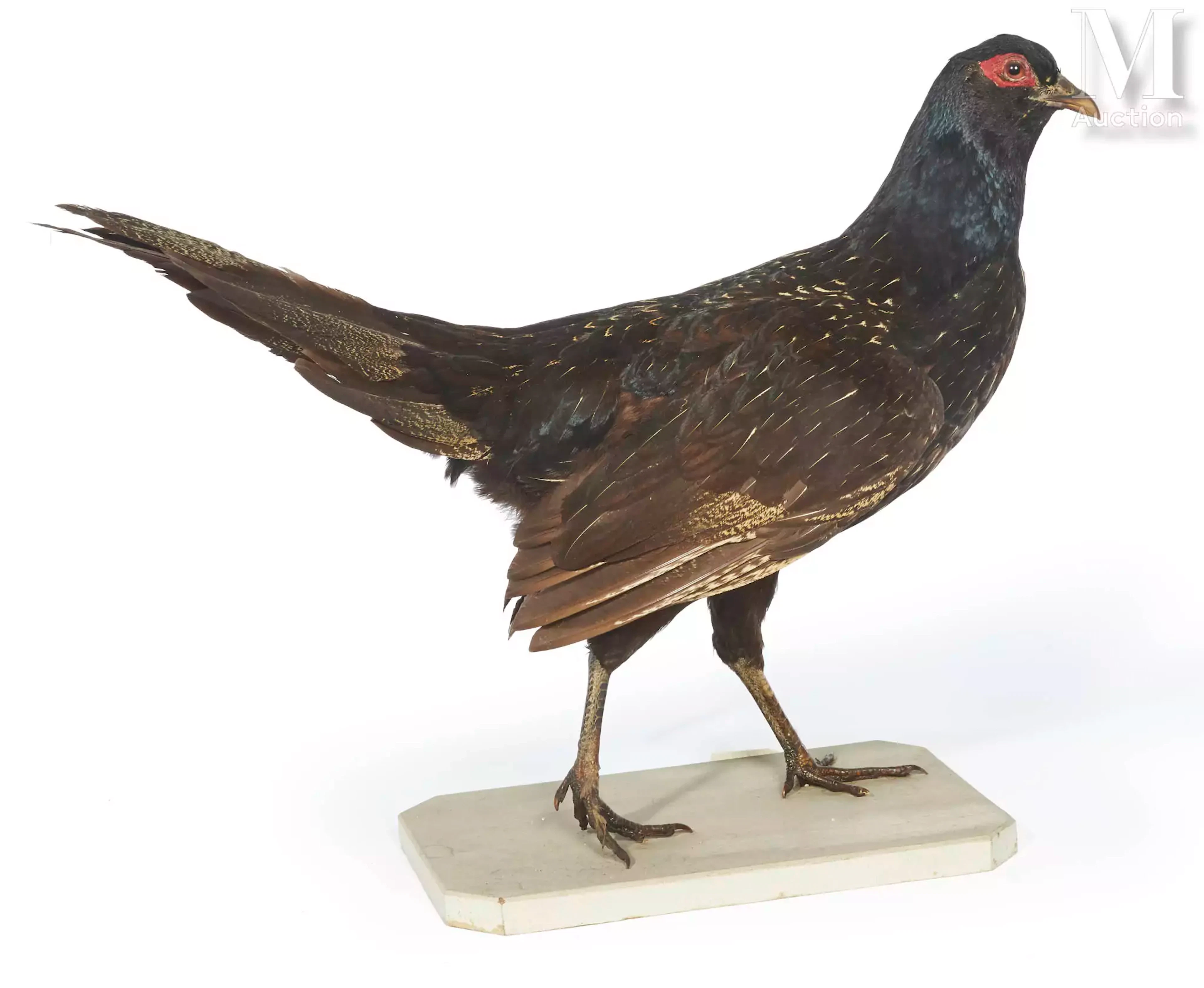 HYBRIDE POULE X, FAISAN DE COLCHIDE