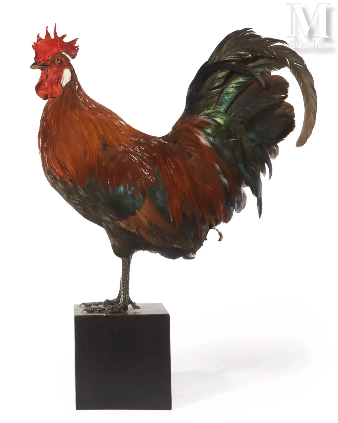 COQ GAULOIS