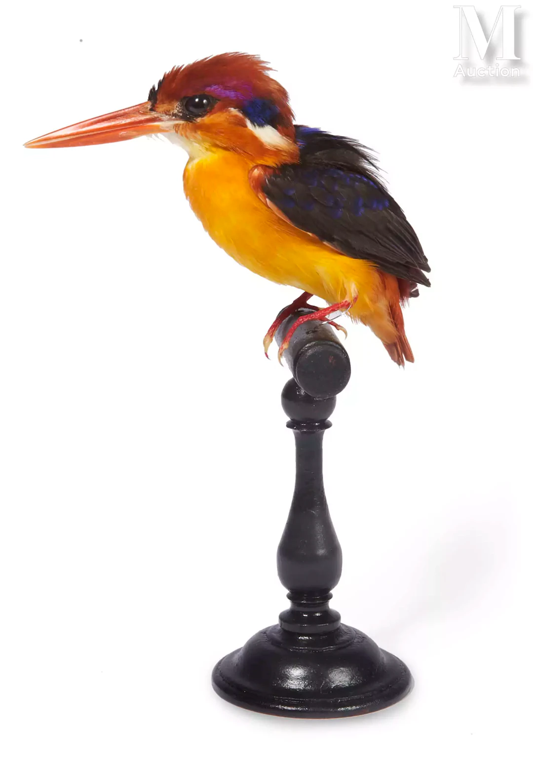 MARTIN-PÊCHEUR POURPRÉ