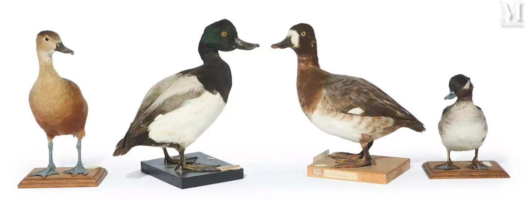DENDROCYGNE DE JAVA, GAROT ALBÉOLE, COUPLE DE FULIGULES MILOUINANS