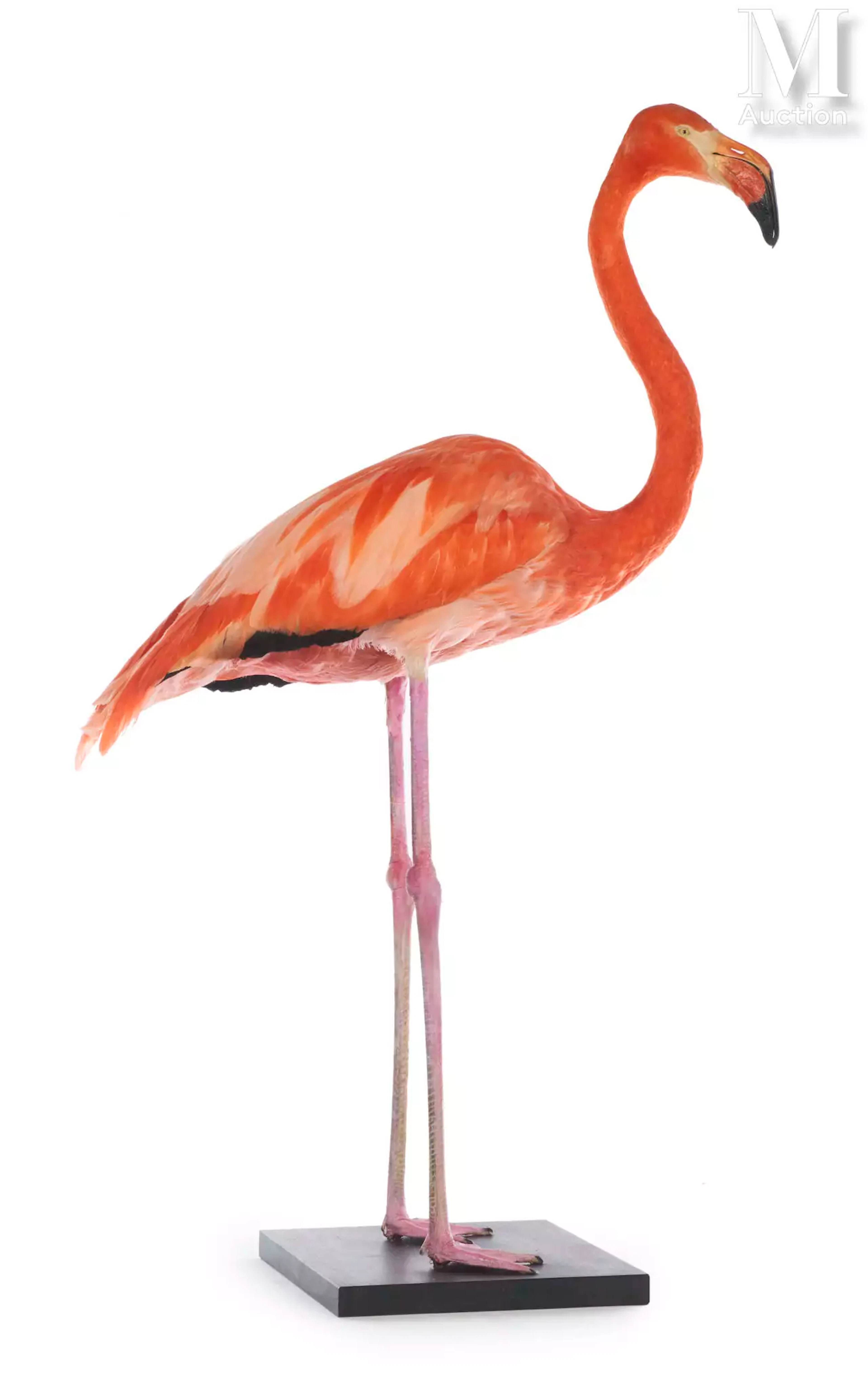 BEAU FLAMANT DES CARAÏBES