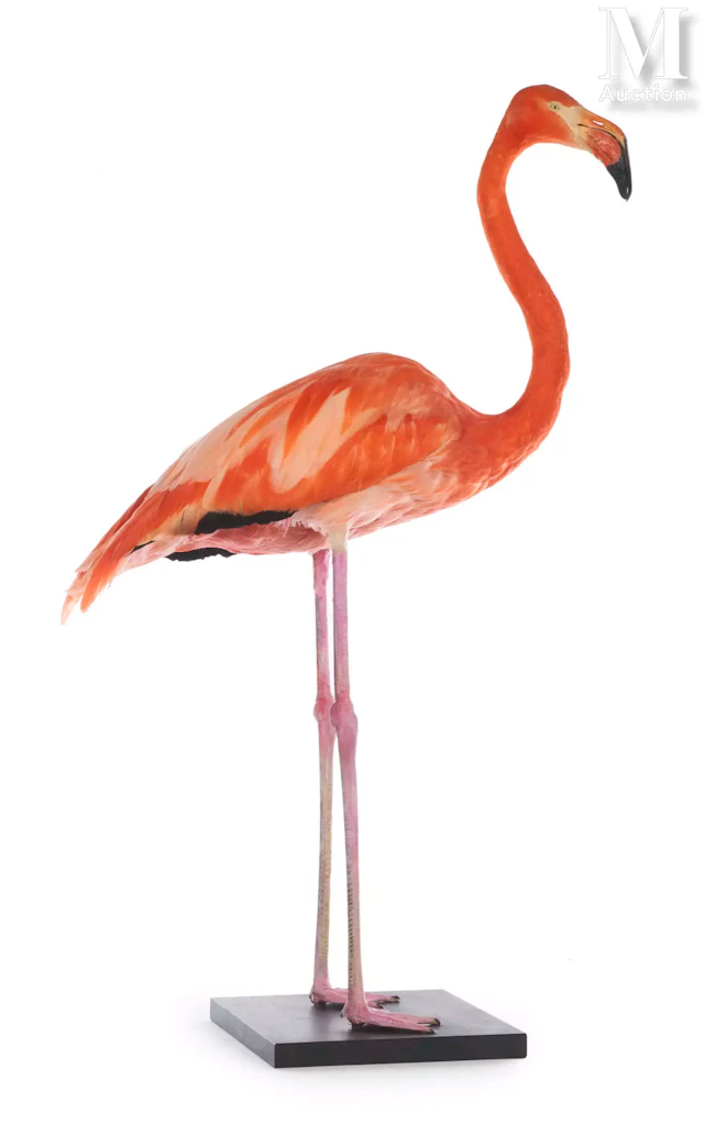 BEAU FLAMANT DES CARAÏBES