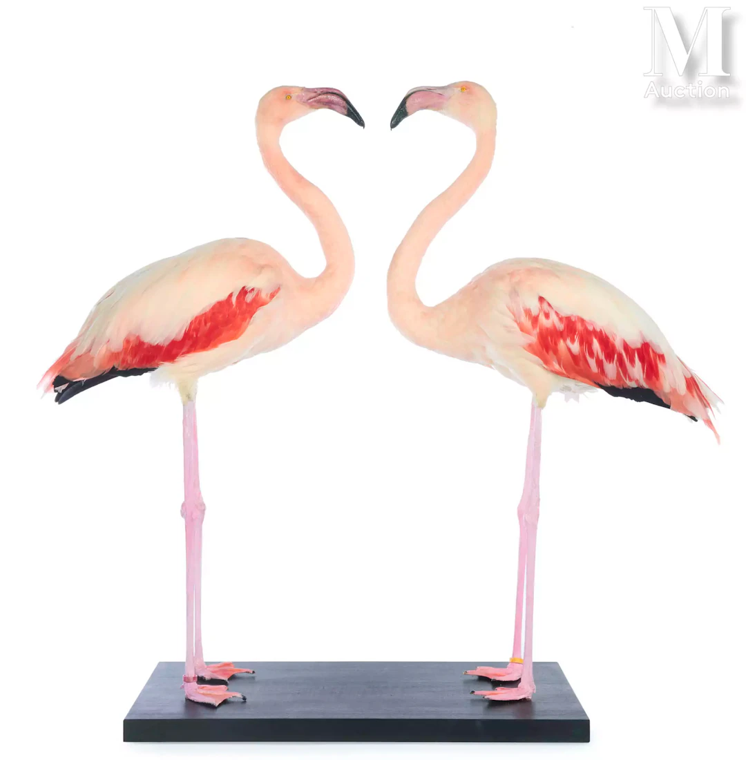 DEUX BEAUX FLAMANTS ROSES