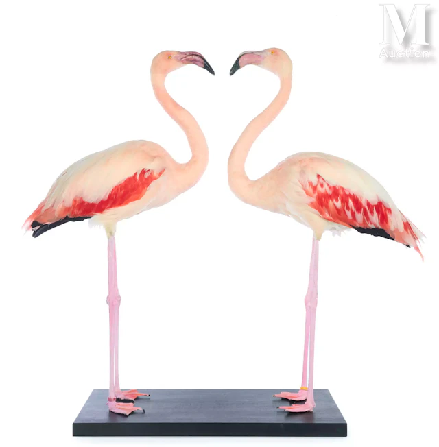 DEUX BEAUX FLAMANTS ROSES