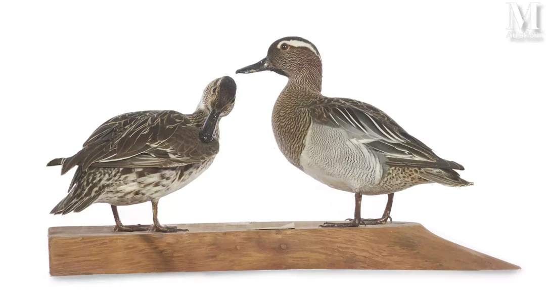 COUPLE DE SARCELLES D'ÉTÉ