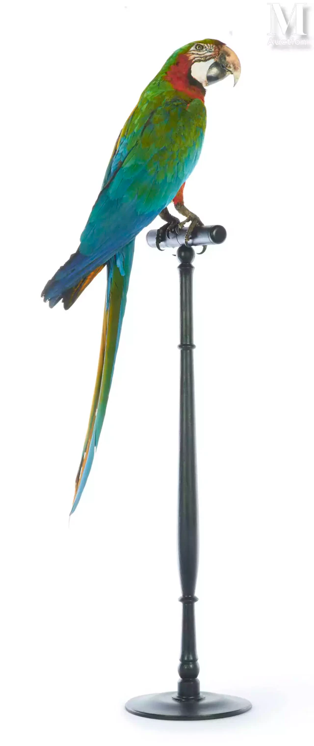 ARA ARLEQUIN