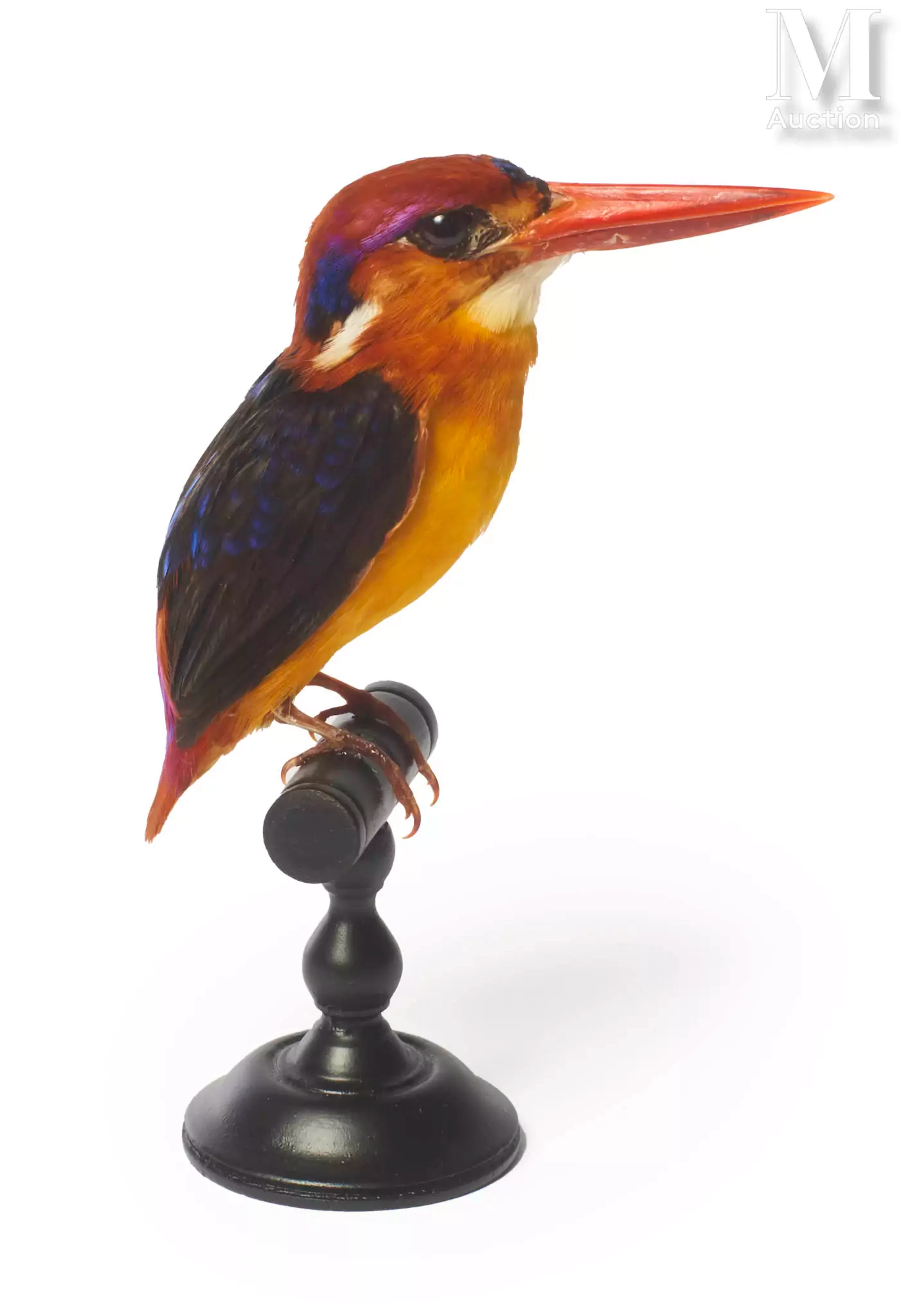 MARTIN-PÊCHEUR POURPRÉ
