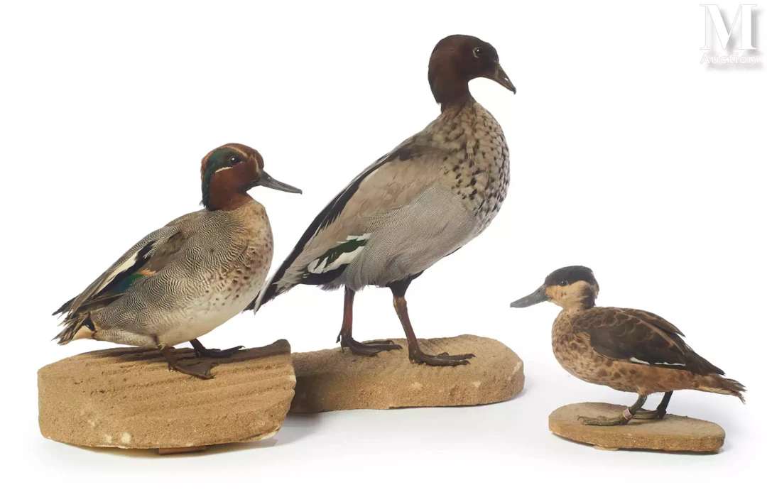 SARCELLE HOTTENTOTE, CANARD À CRINIÈRE, SARCELLE D'HIVER