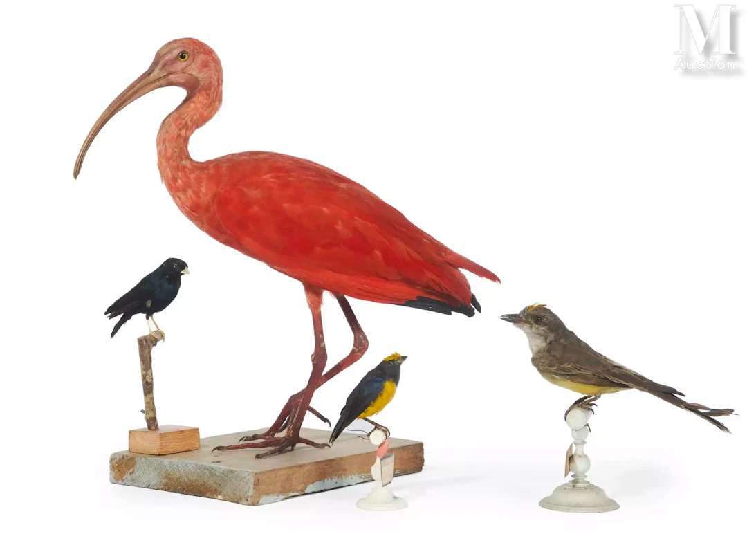 IBIS ROUGE, TYRAN DES PALMIERS, ORGANISTE CHLOROTIQUE, COMBASSOU DU SÉNÉGAL