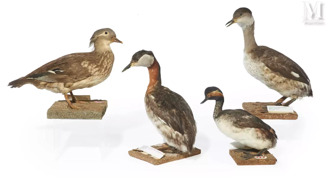 GRÈBE À COU NOIR, DEUX GRÈBES JOUGRIS, CANARD MADARIN