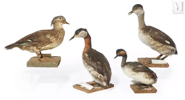 GRÈBE À COU NOIR, DEUX GRÈBES JOUGRIS, CANARD MADARIN