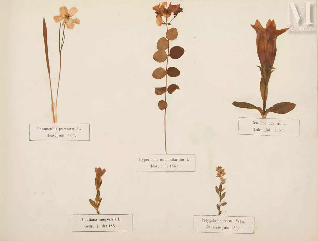 BEL HERBIER - Victor-Henri BORDÈRE (1825-1889)
