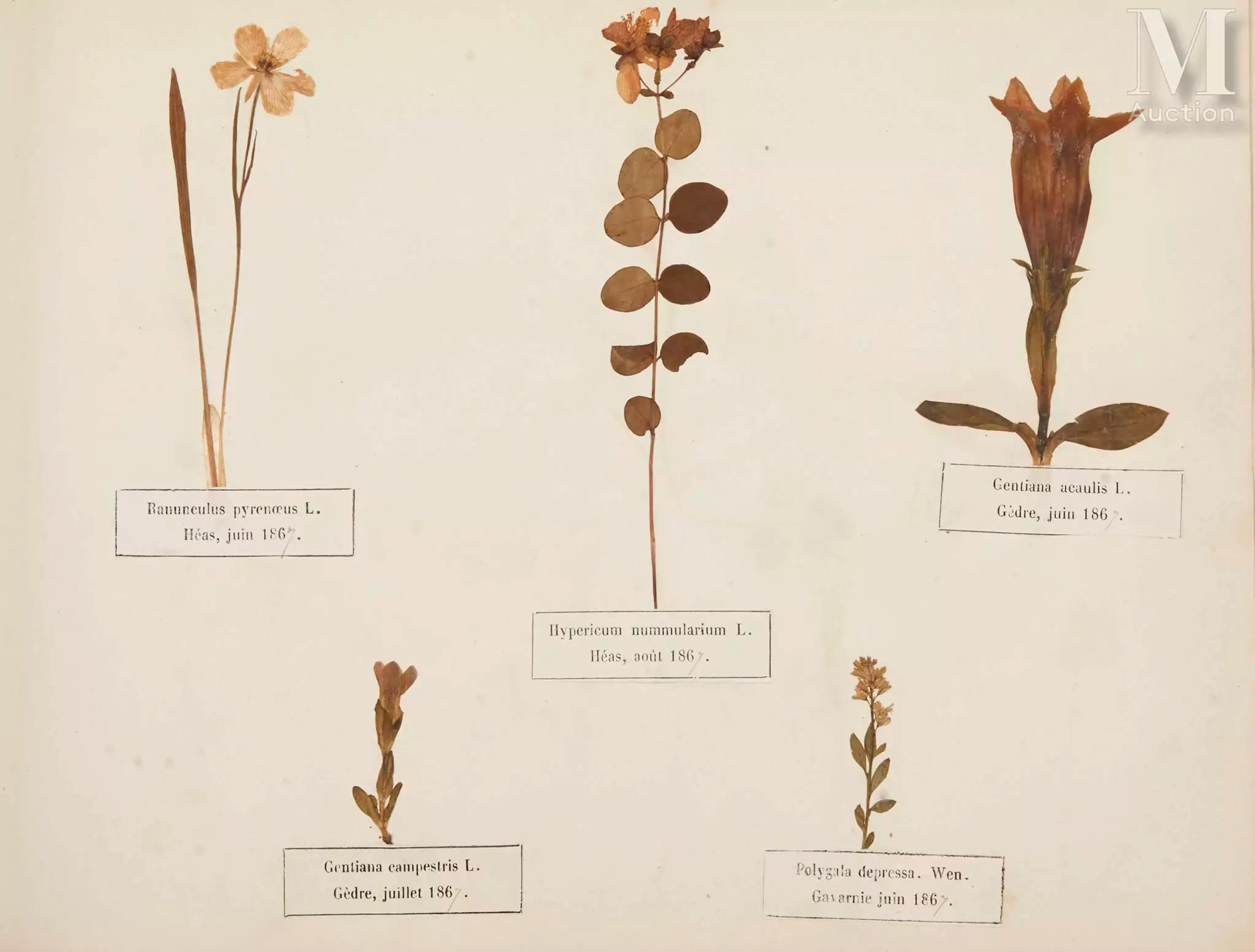 BEL HERBIER - Victor-Henri BORDÈRE (1825-1889)
