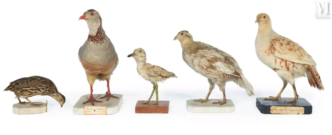 PERDRIX GAMBRA, DEUX PERDRIX GRISES, OÈDICNÈME CRIARD, CAILLE ARLEQUIN