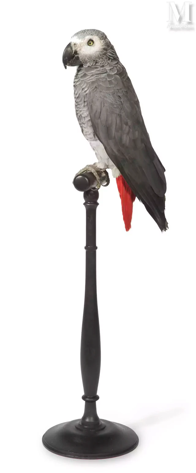 PERROQUET GRIS DU GABON