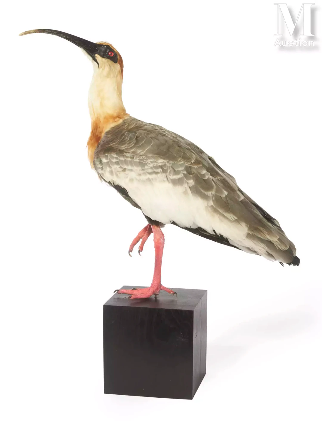 IBIS MANDORE