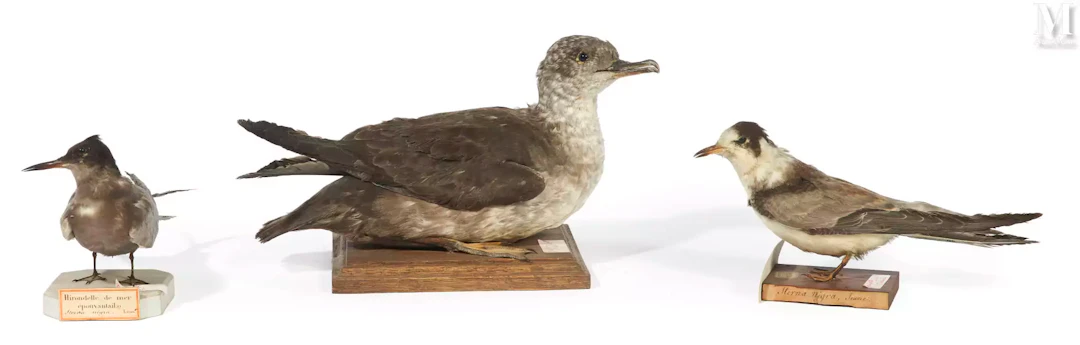 PUFFIN DE MEDITERRANÉE, DEUX GUIFETTES NOIRES