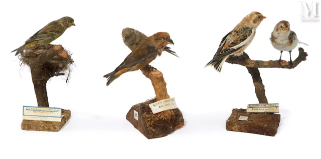 DEUX BECS CROISÉS DES SAPINS, VENTURON MONTAGNARD, DEUX BRUANTS PASSERINES