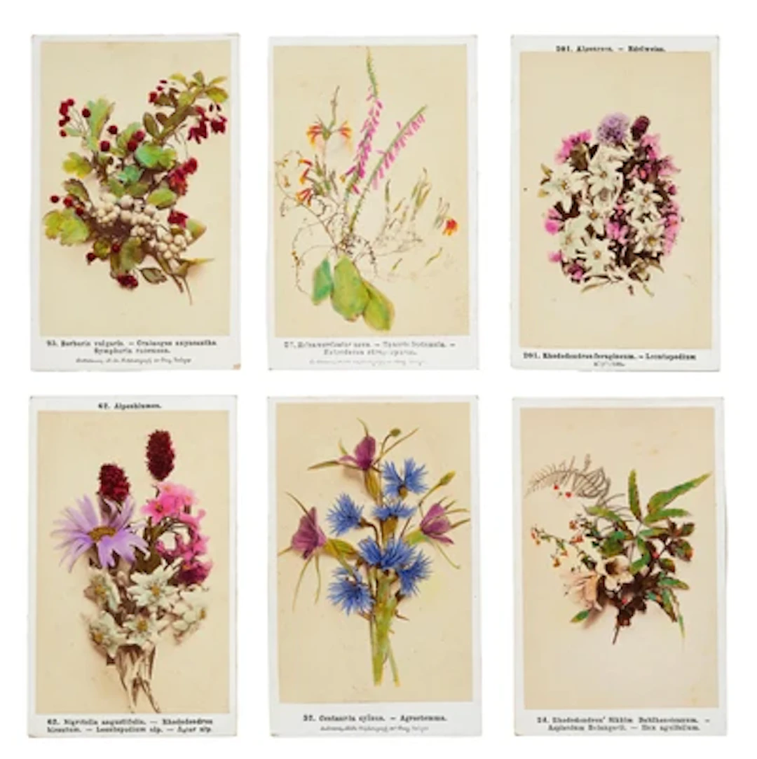 Botanische Vorlagenbilder