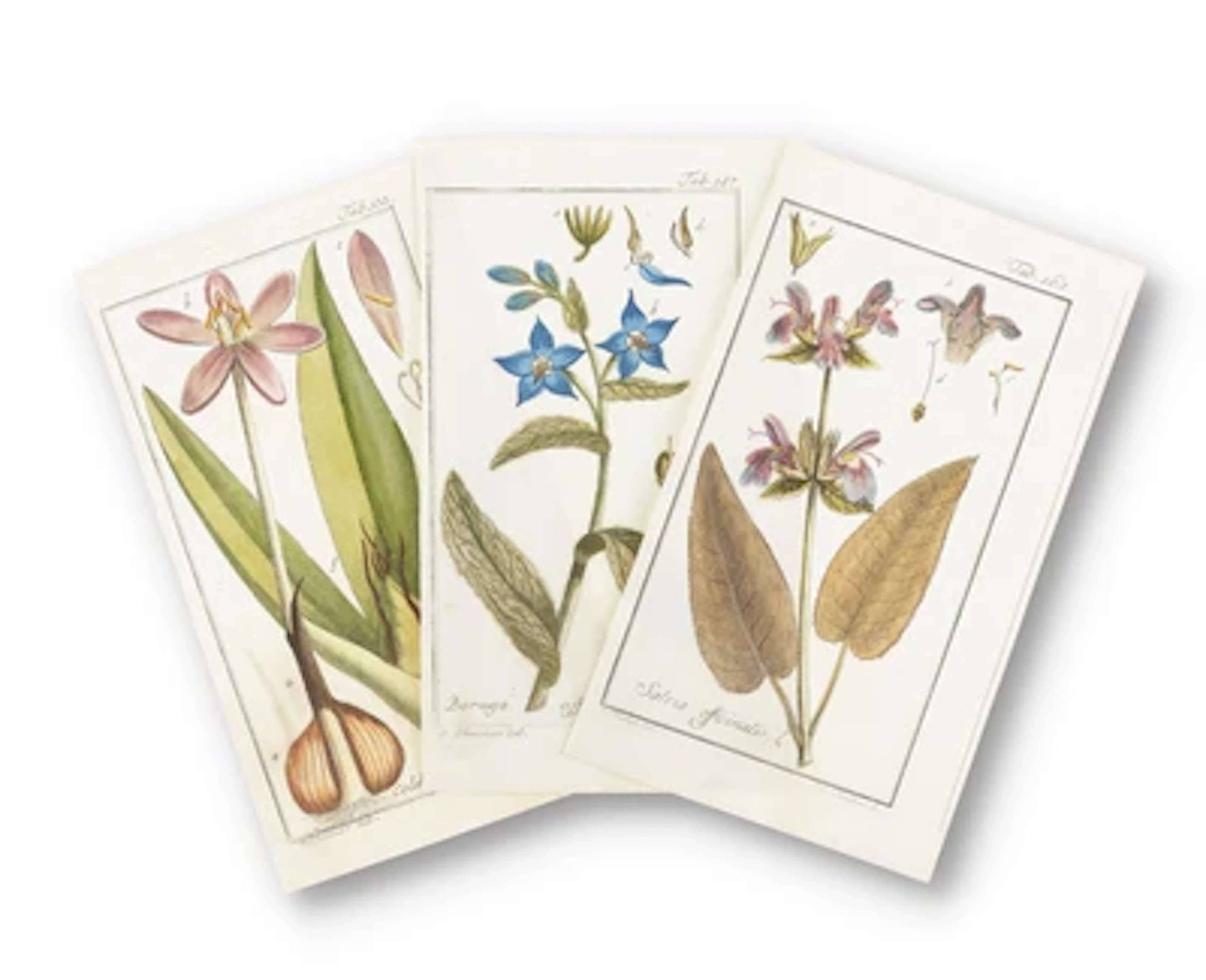 BOTANISCHE SAMMLUNG.
