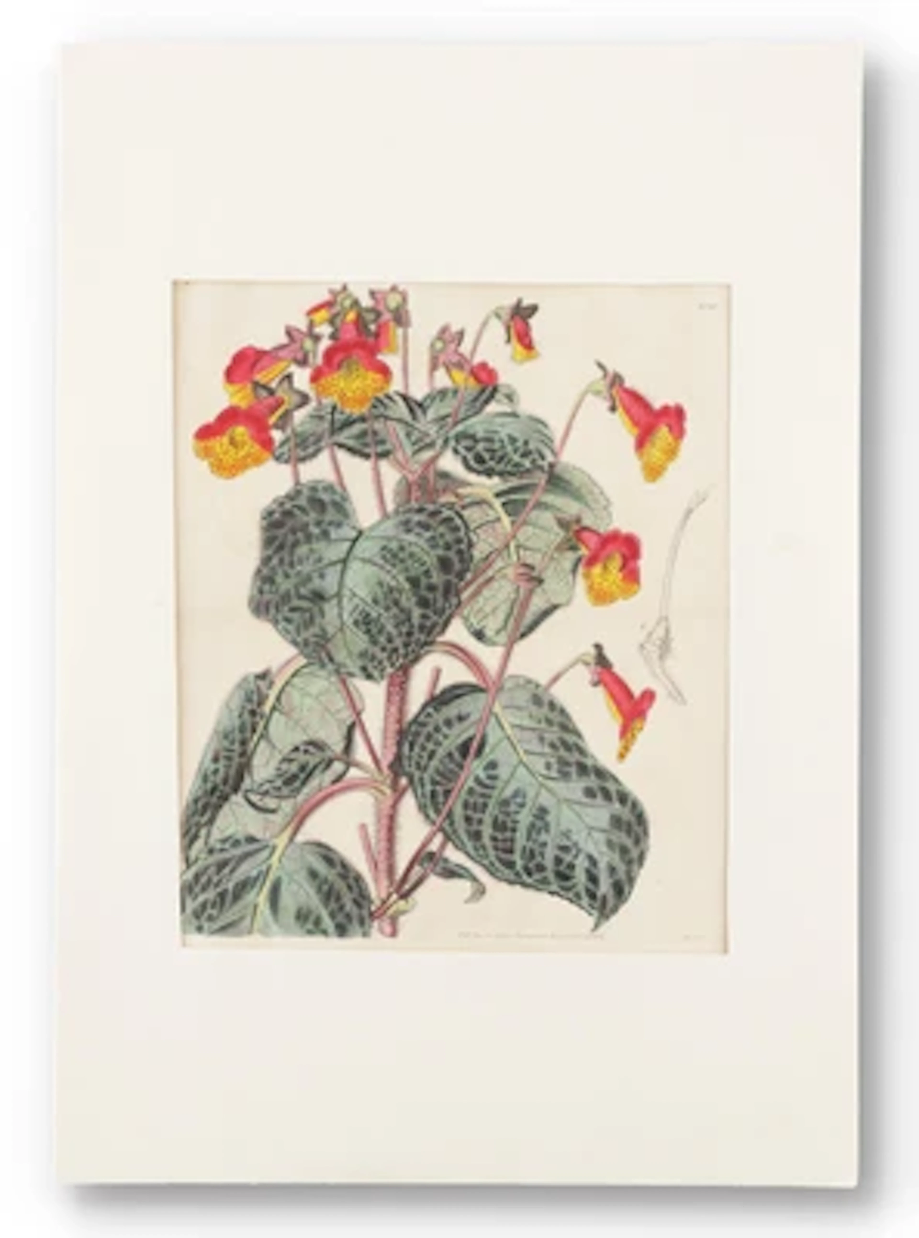 CURTIS. - BOTANISCHE KUPFERSTICHE.