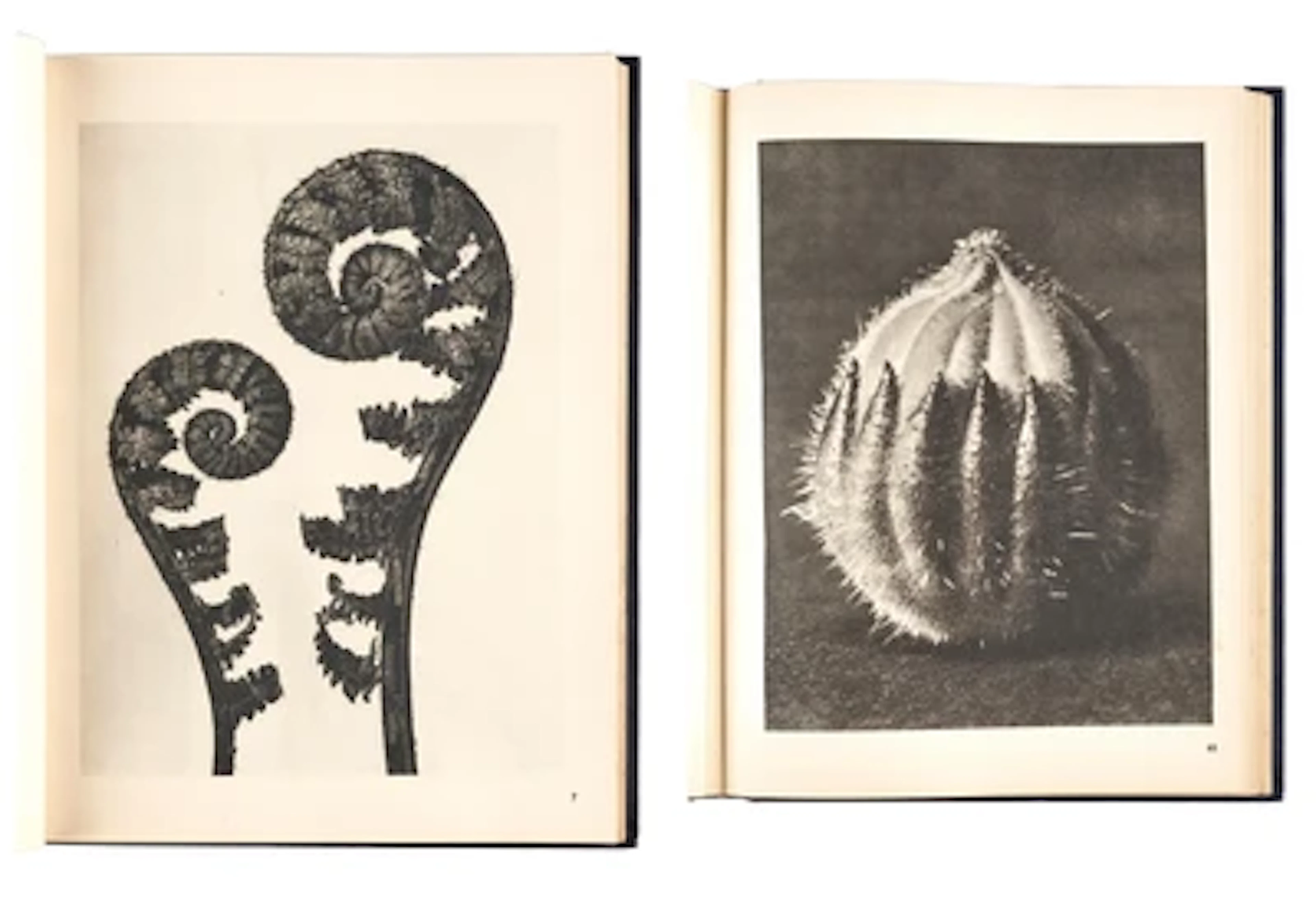Karl Blossfeldt