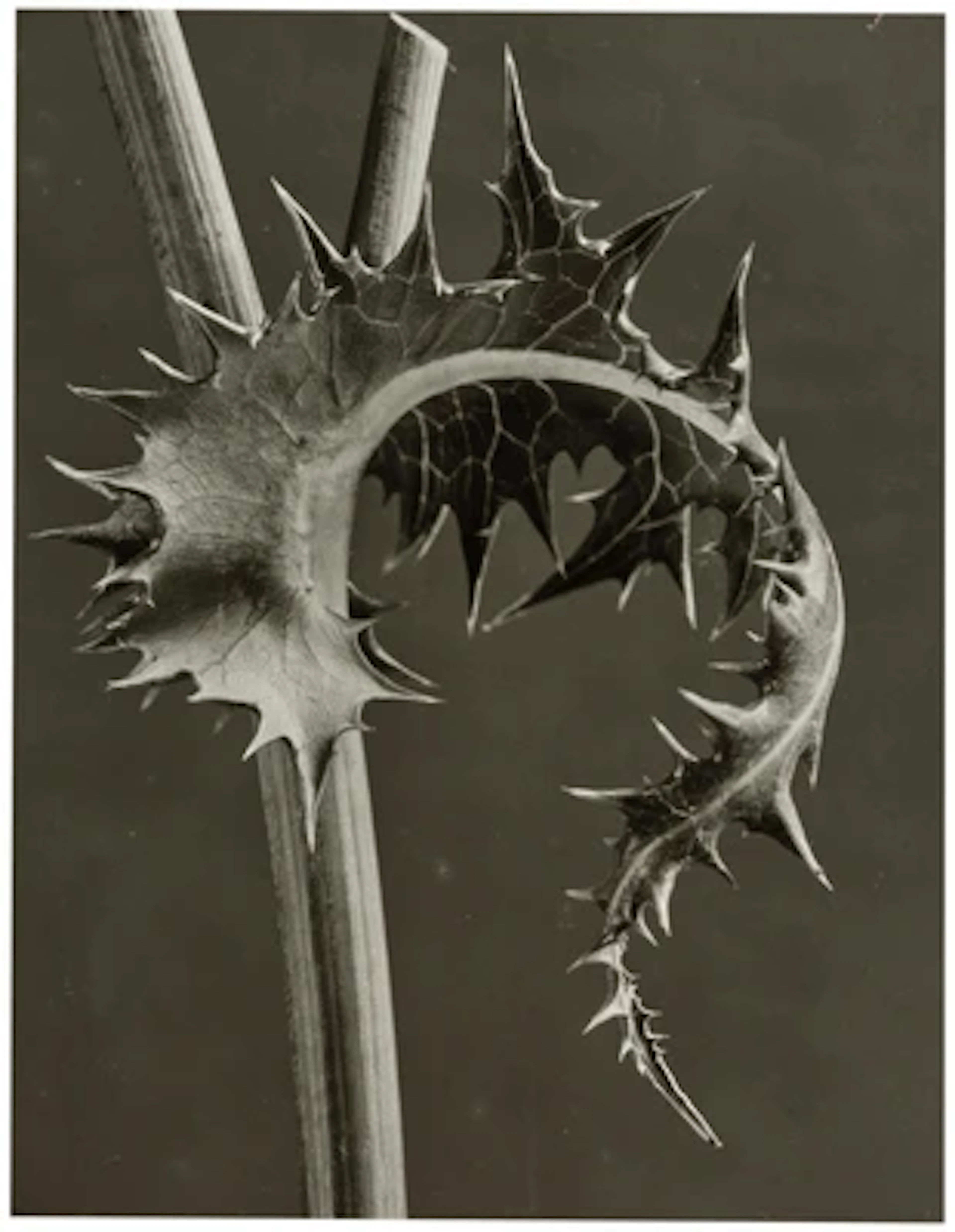 Karl Blossfeldt