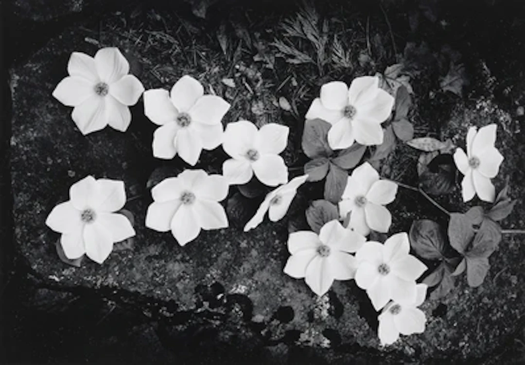 Ansel Adams