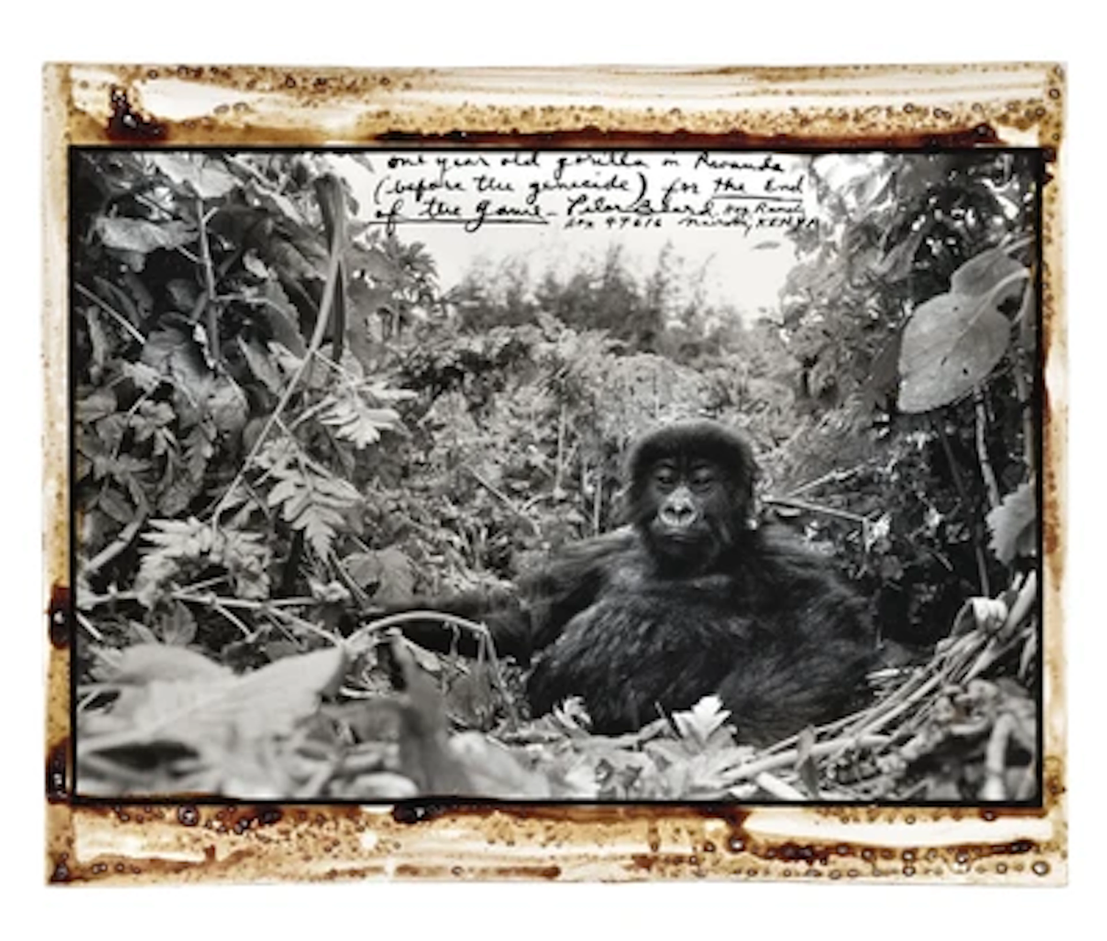 Peter Beard