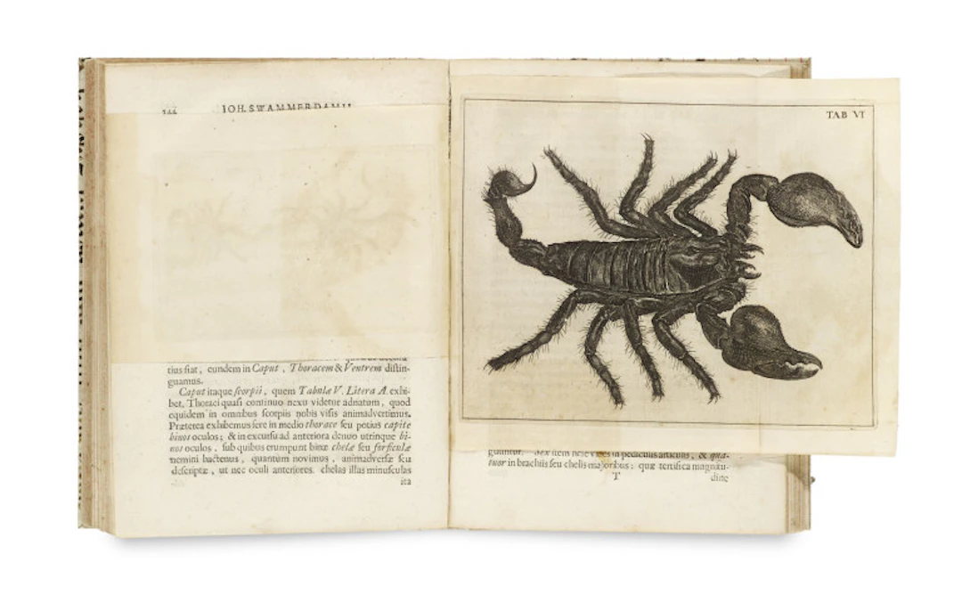 Johann Swammerdamm. Historia Insectorum …