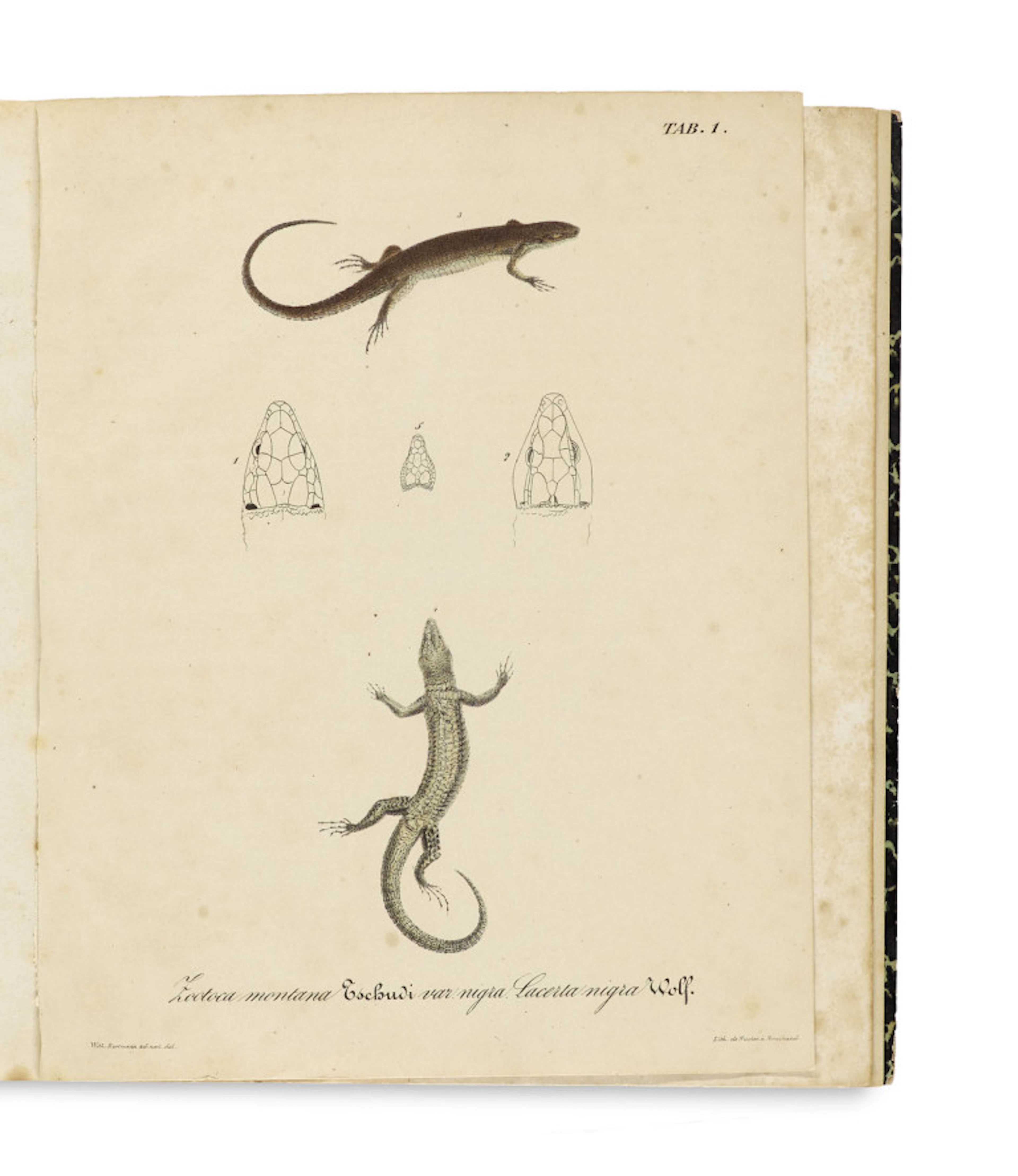 Johann Jakob von Tschudi. Monographie der …