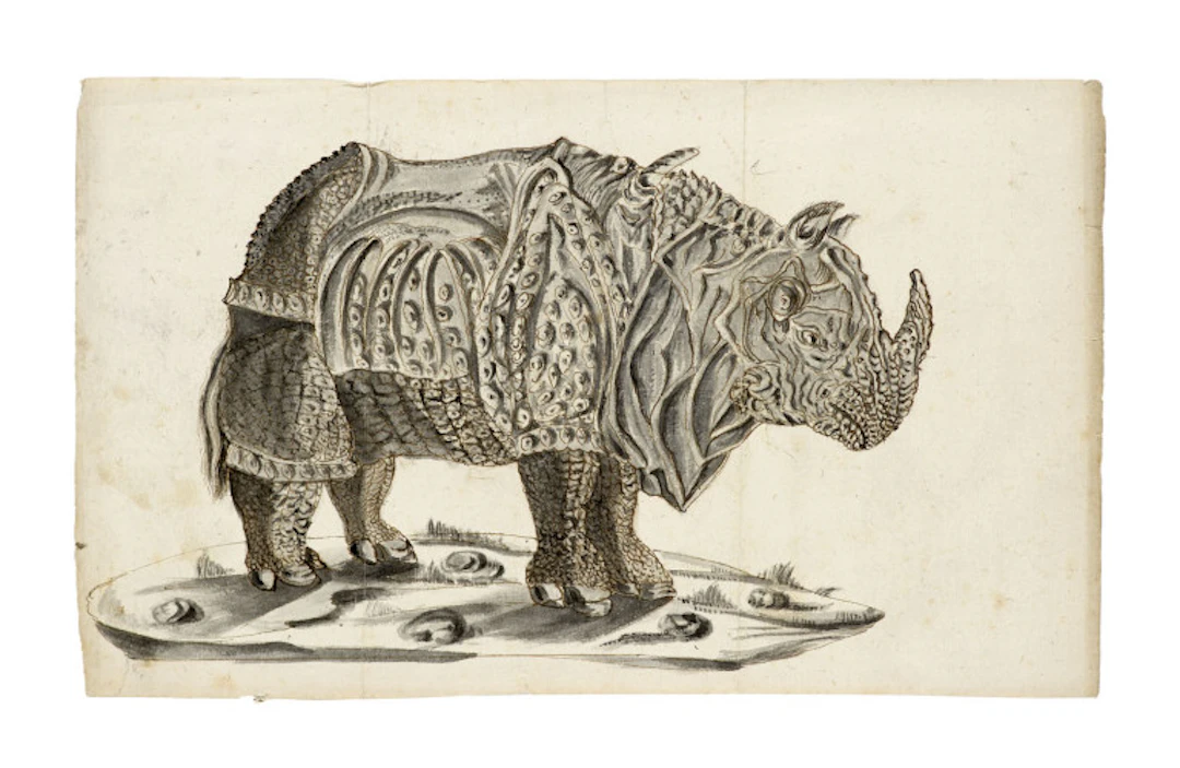 Nach Albrecht Dürer. Zeichnung des "Rhinocerus". …