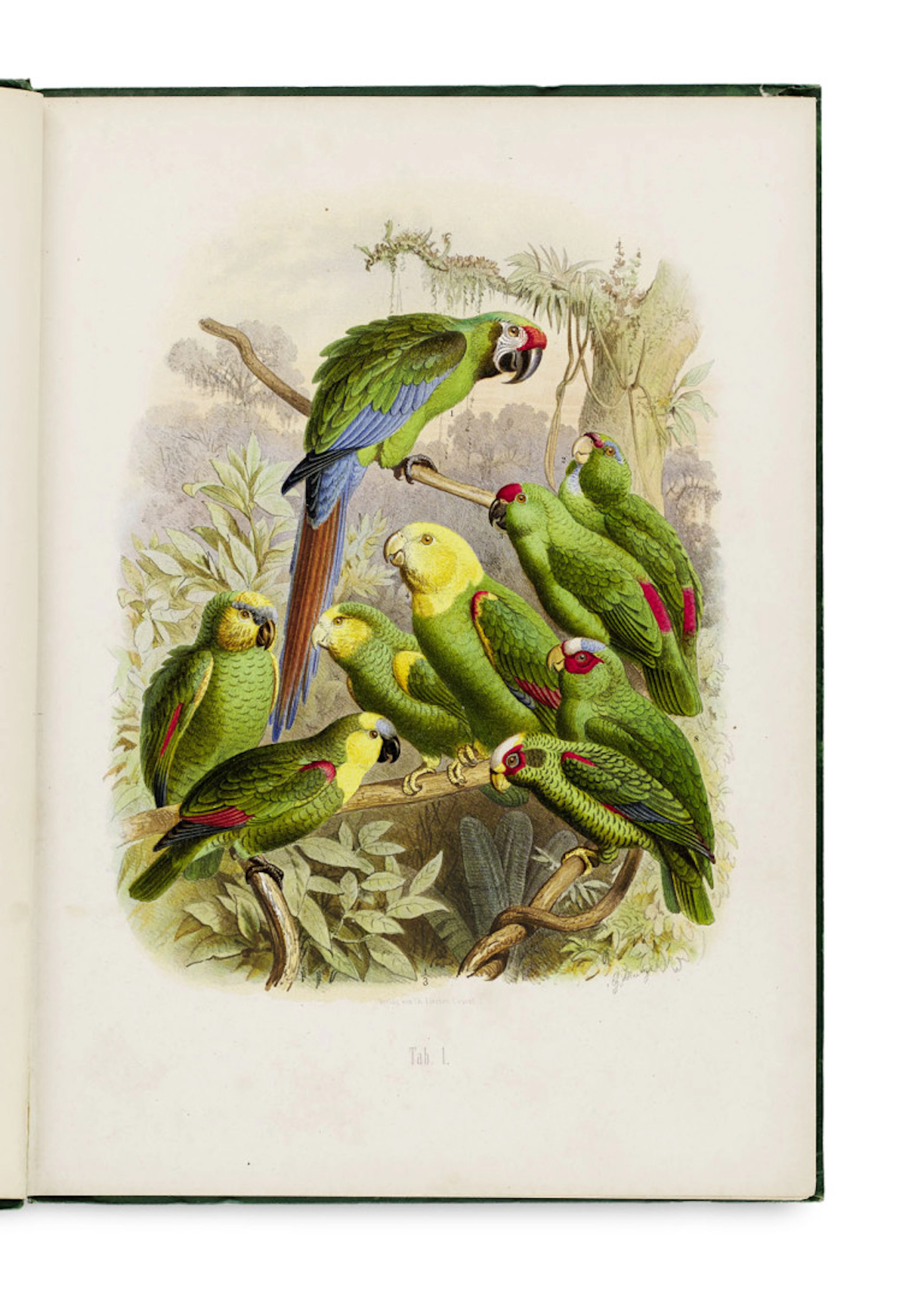 Anton Reichenow. Vogelbilder aus fernen Zonen. …