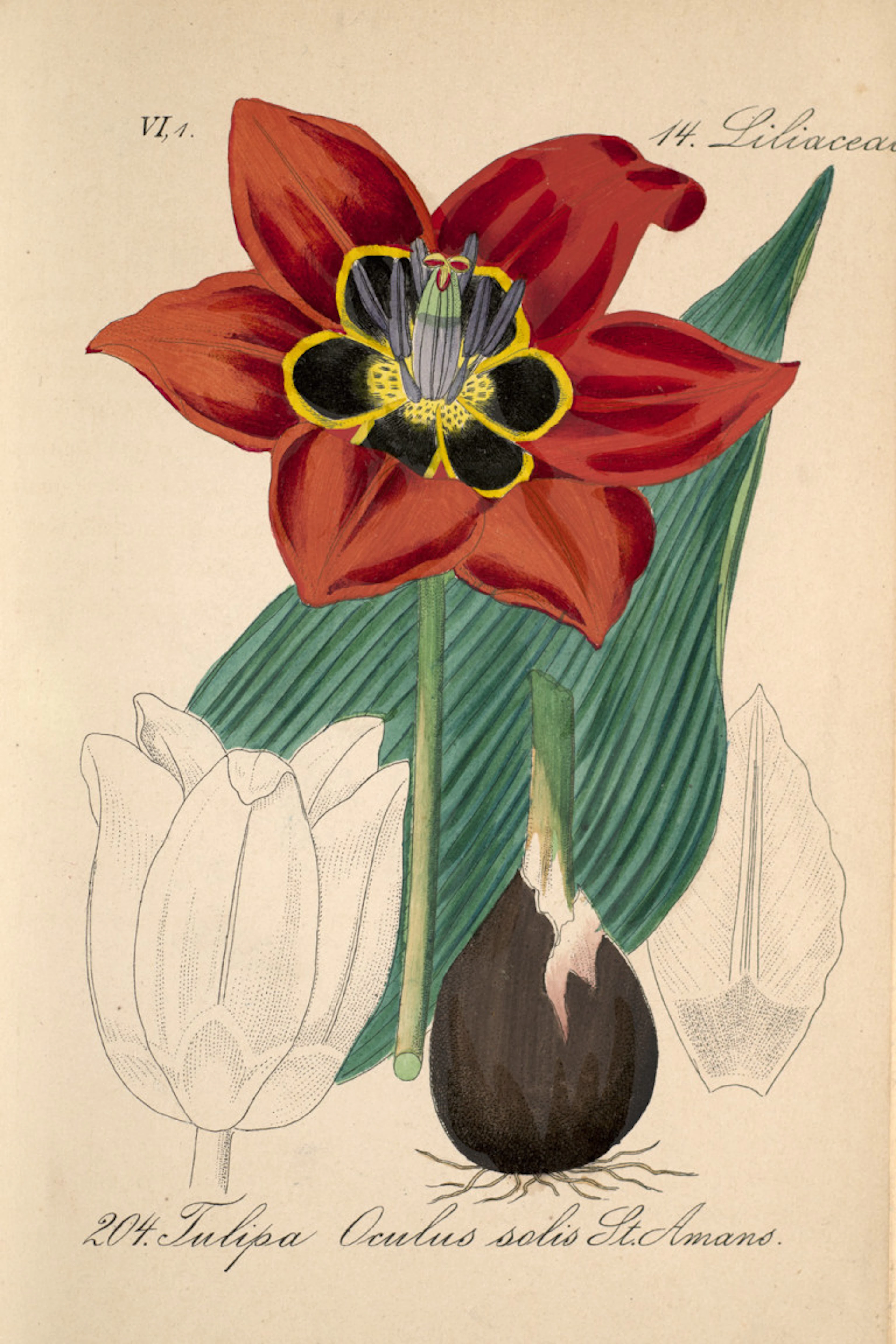 D. F. L. von Schlechtendal (u.a.). Flora von Deutschland. 5. …