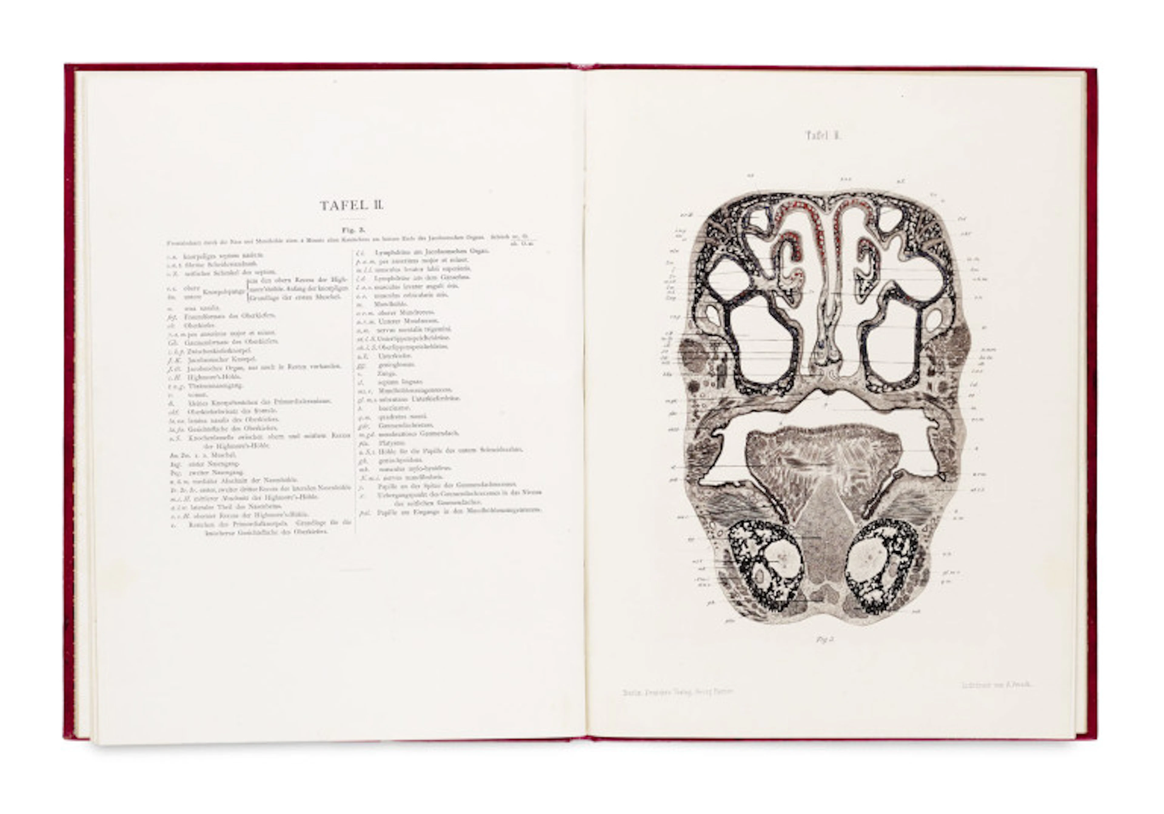 Ludwig Löwe. Beiträge zur Anatomie der …