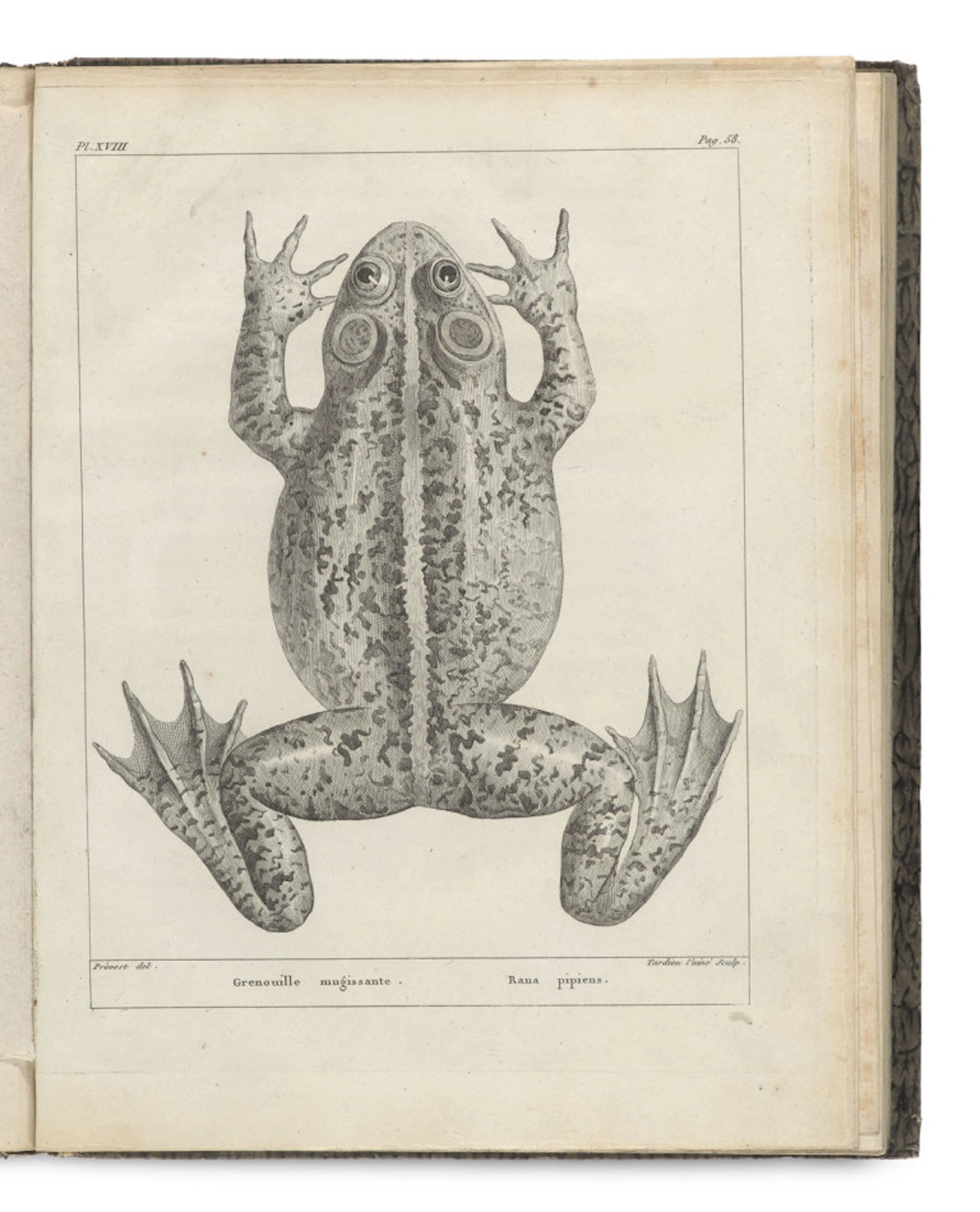 F. M Daudin. Histoire Naturelle des …