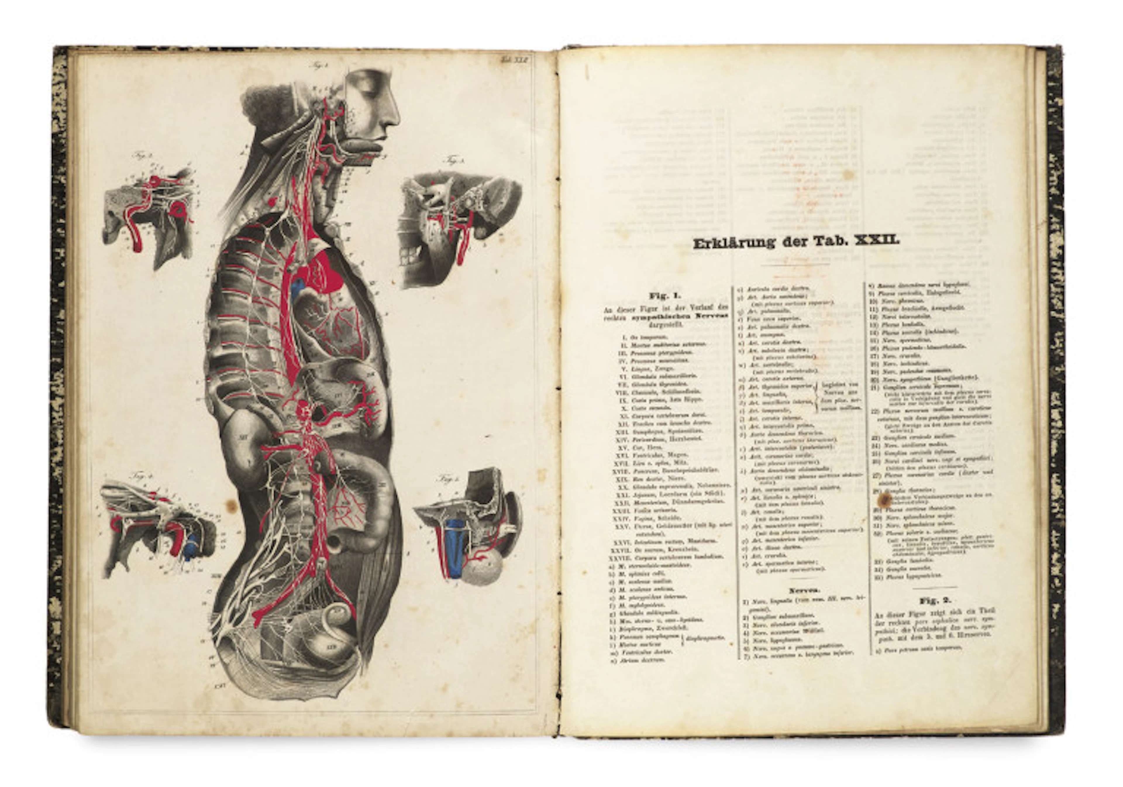 Carl Ernst Bock. Hand-Atlas der Anatomie des …