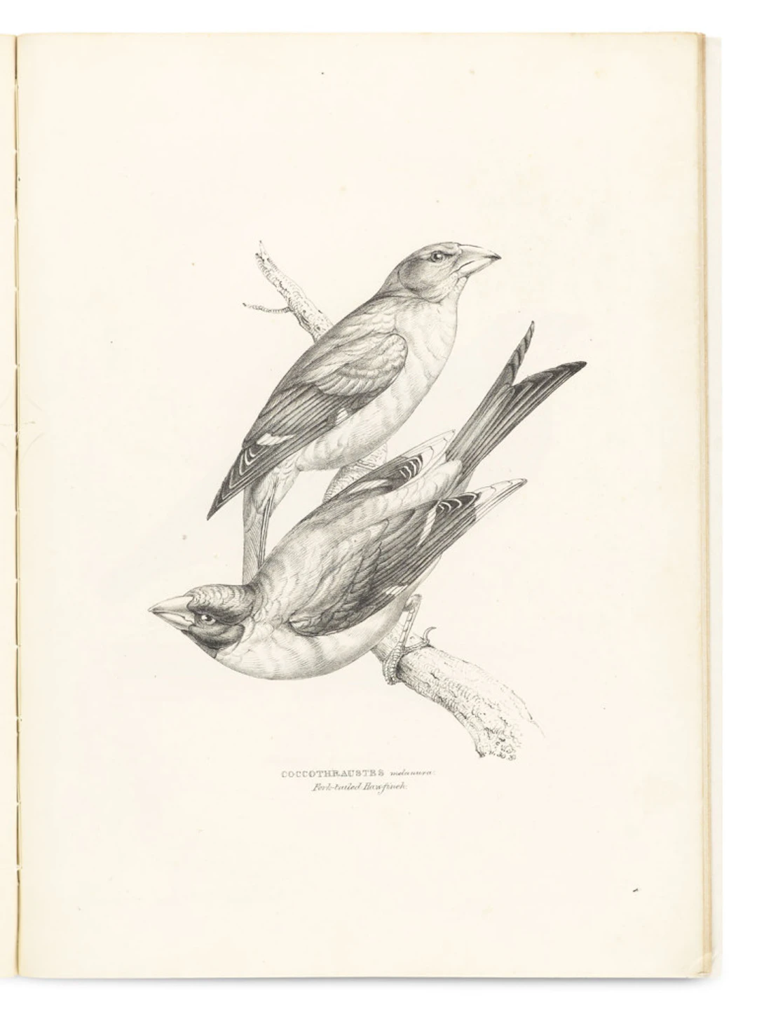 George Robert Gray. A Fasciculus of the Birds of …