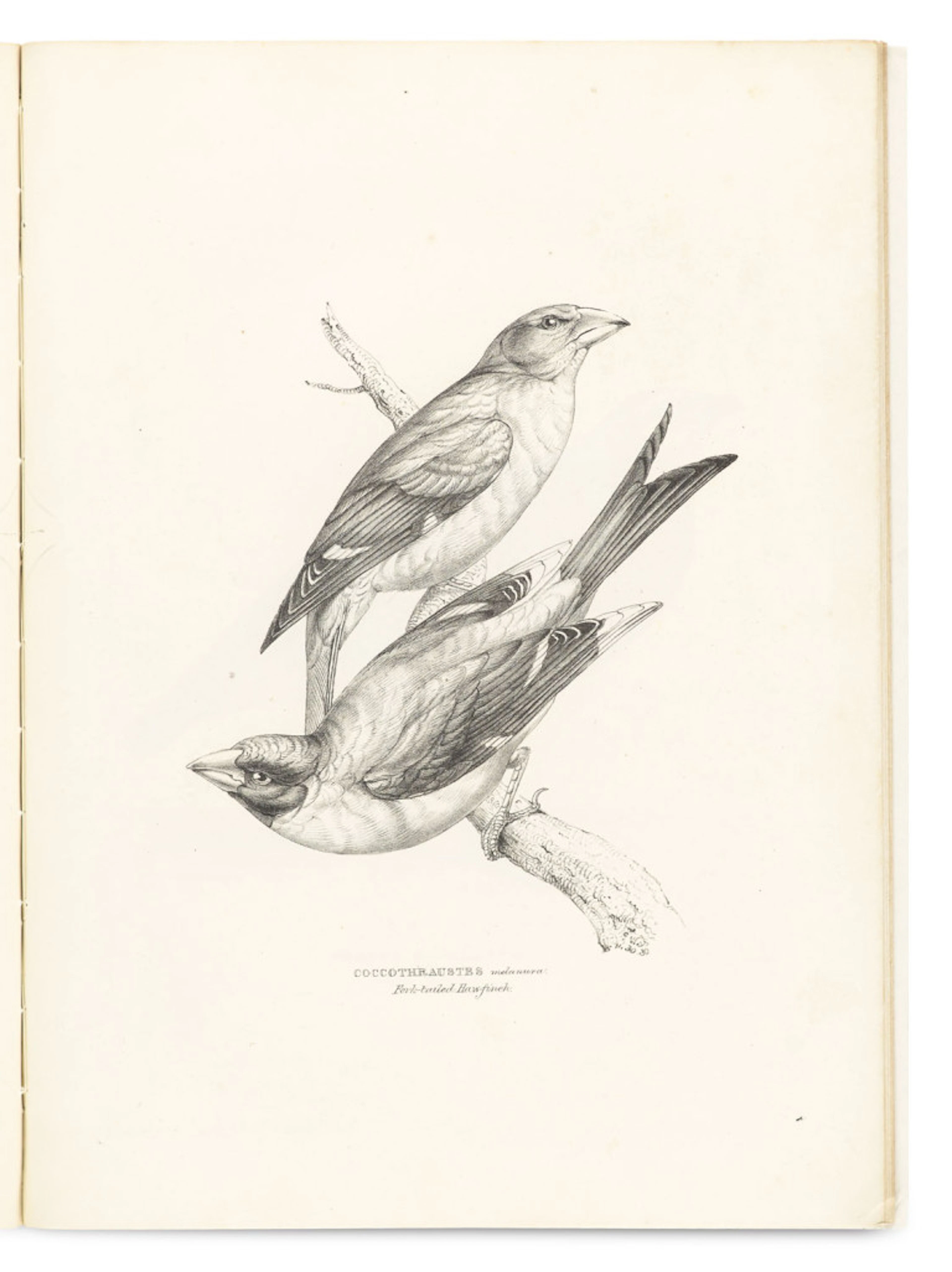George Robert Gray. A Fasciculus of the Birds of …