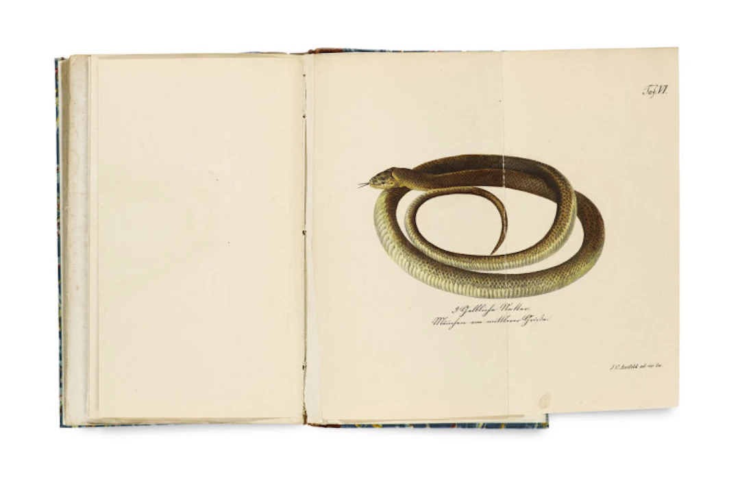Harald Othmar Lenz. Schlangenkunde. Mit 29 …