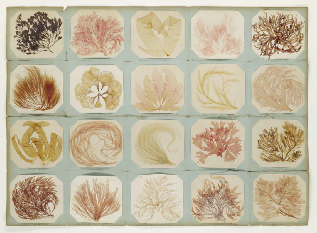 Seaweeds, Jersey. Um 1860. …
