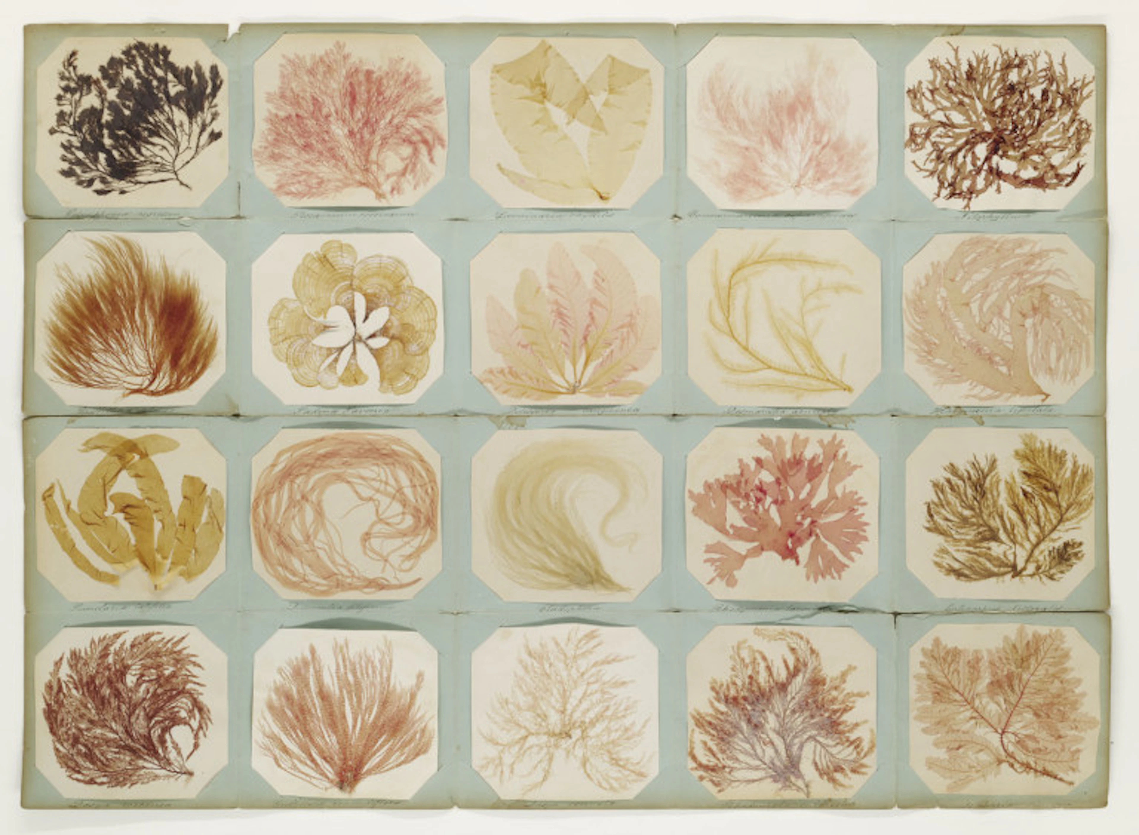 Seaweeds, Jersey. Um 1860. …