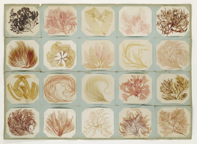 Seaweeds, Jersey. Um 1860. …