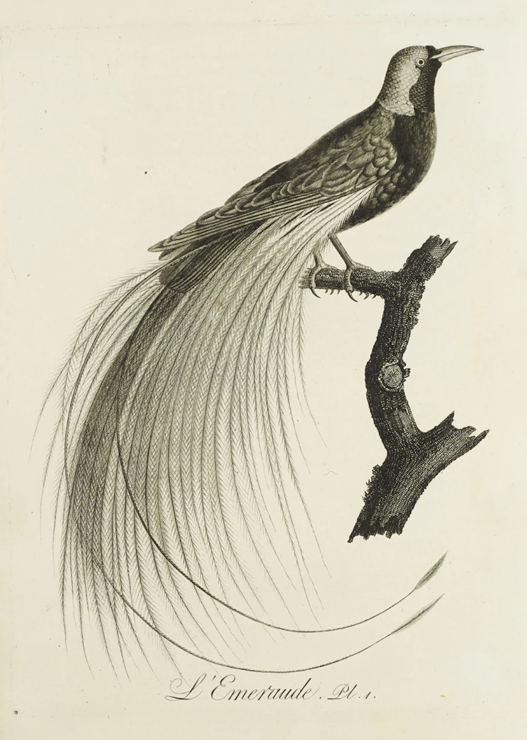 J.B. Audebert u. L.P. Vieillot. Oiseaux dorés ou à reflets …