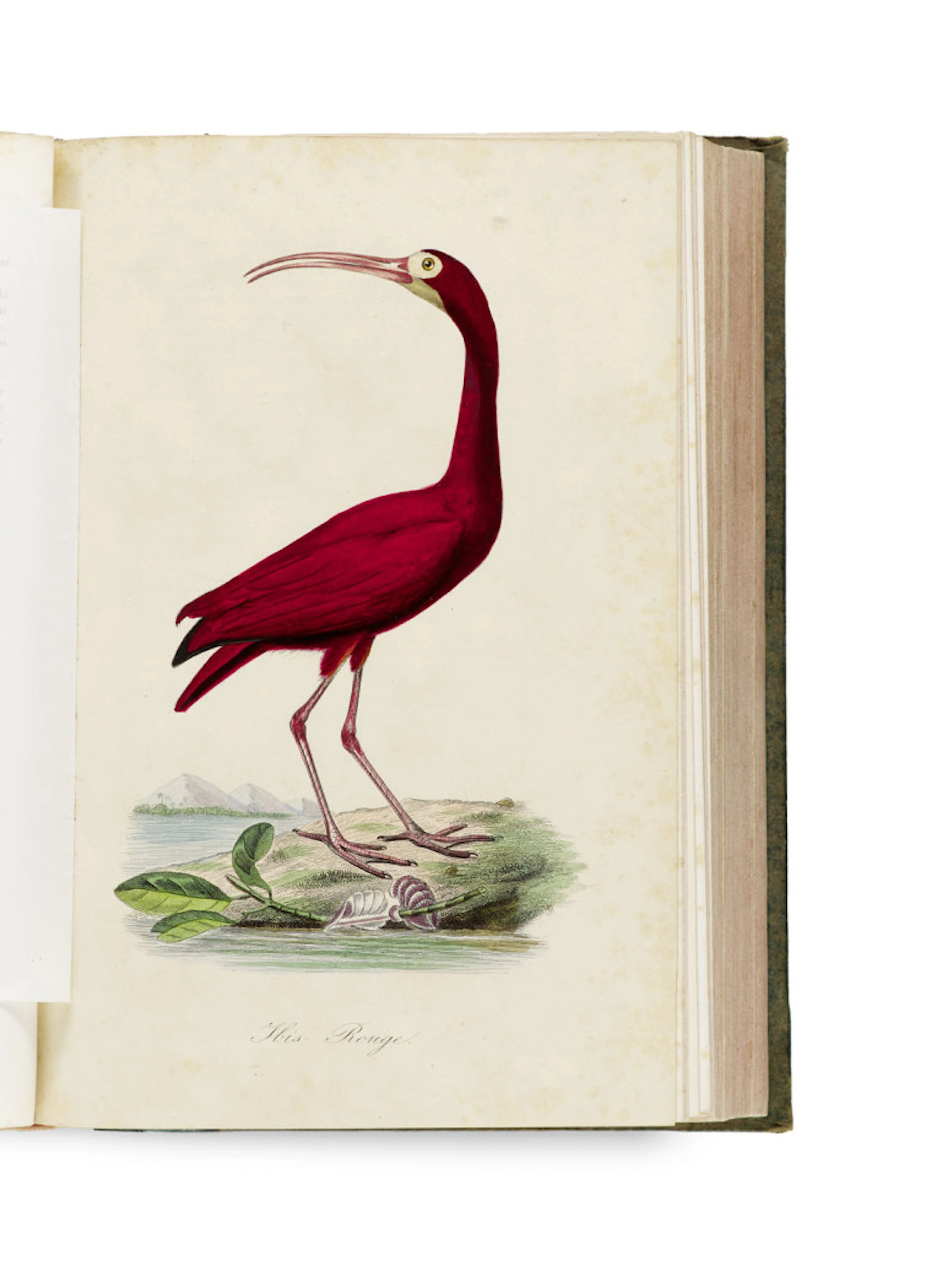 P., L. Couailhac, Gervais et Emm. Lemaout Bernard. Le Jardin des Plantes, …