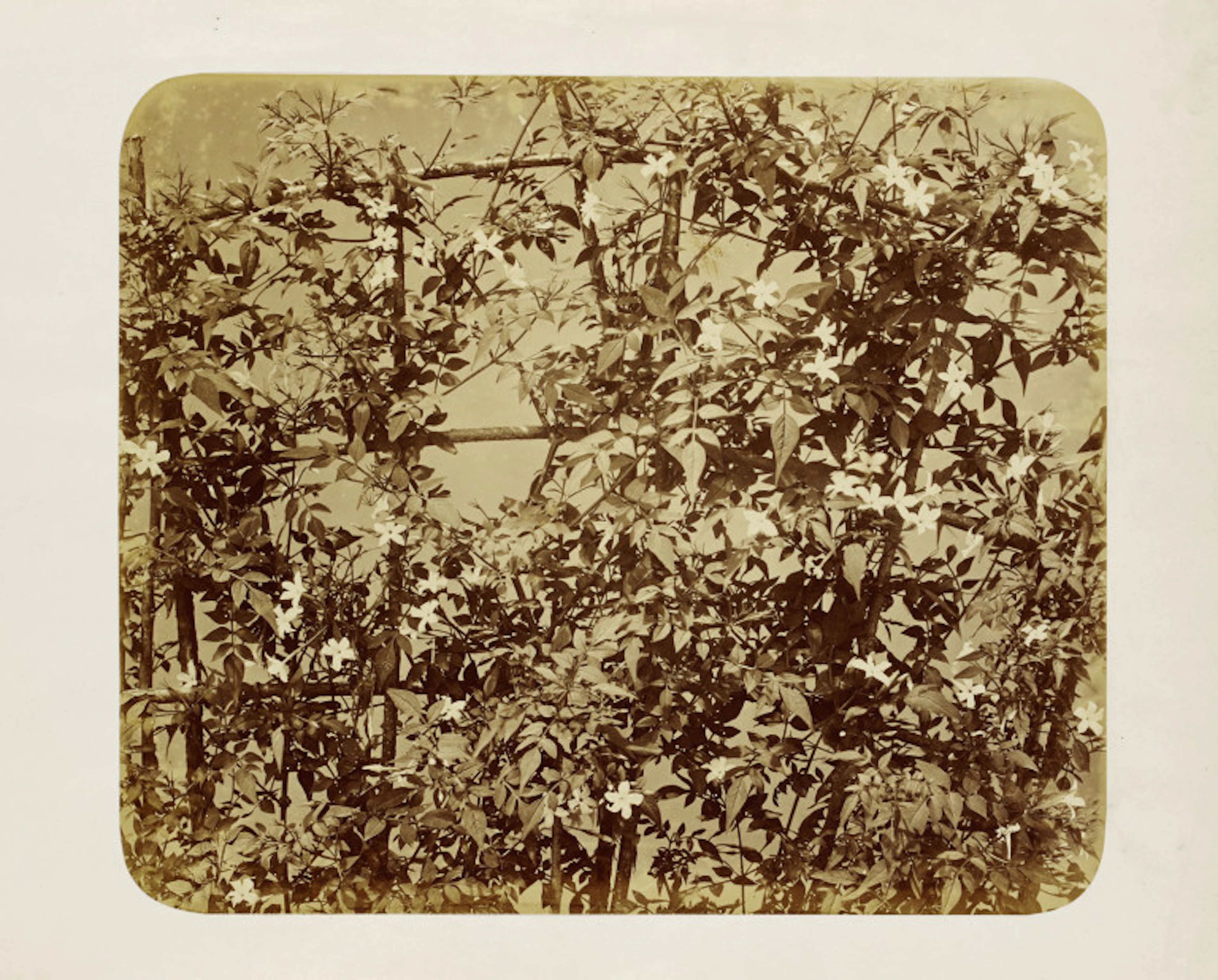 Adolphe Braun. Spalier mit Blumenrankwerk. …
