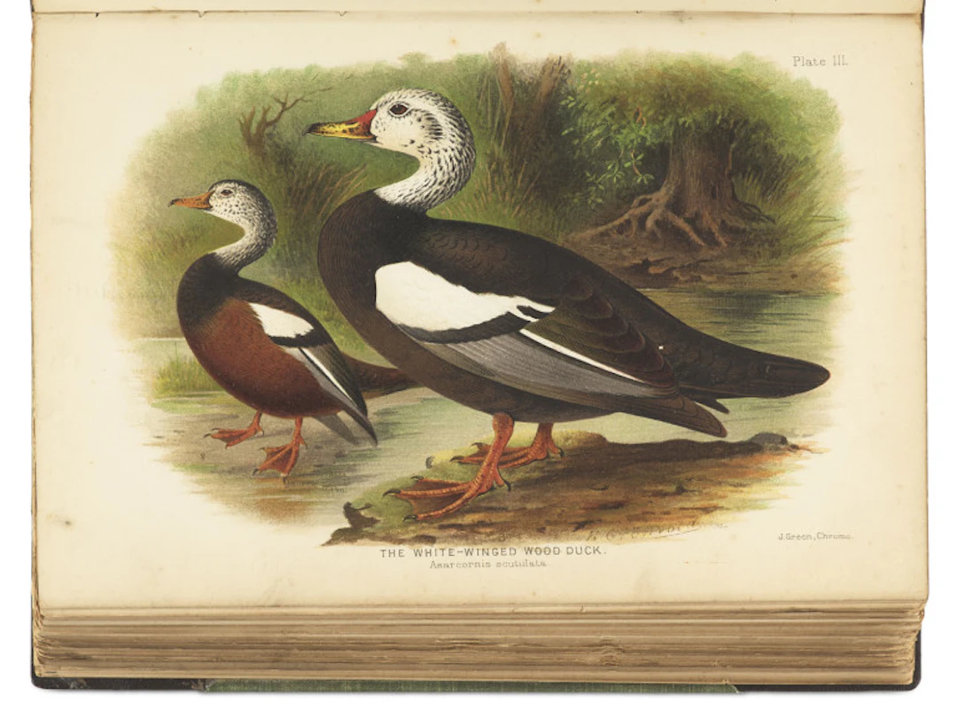Edward Charles Stuart Baker. The Indian Ducks and their …