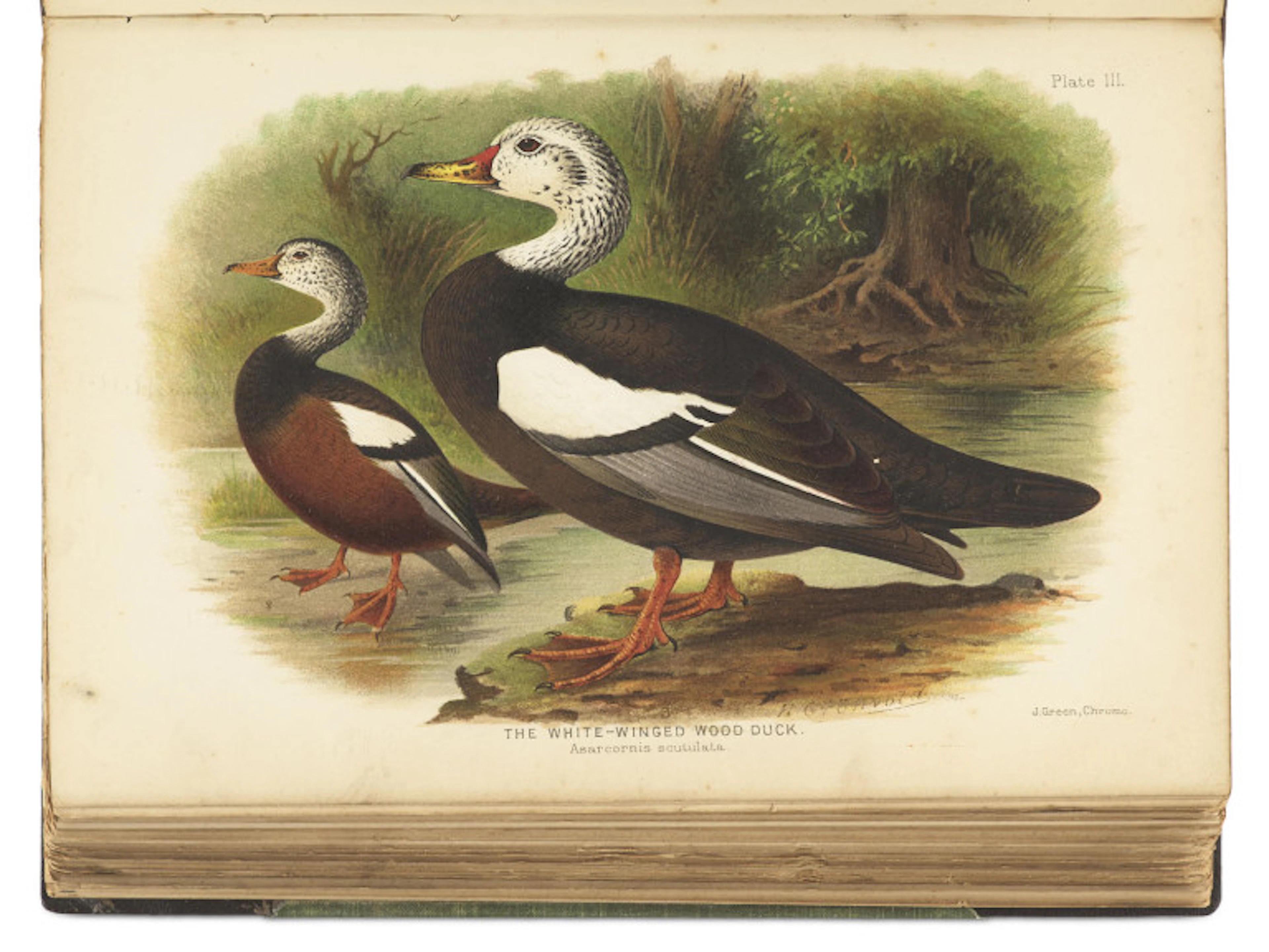 Edward Charles Stuart Baker. The Indian Ducks and their …